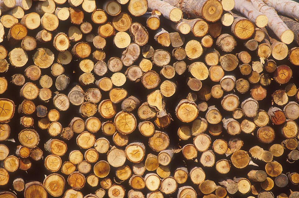 Cut ends of stacked eucalyptus logs